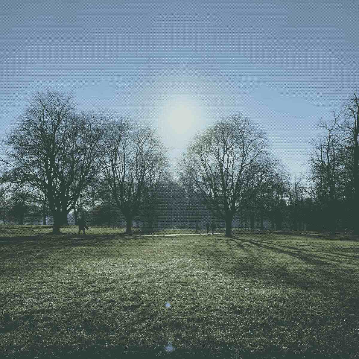 Sunny winter day photo of the sun shining over trees and a green lawn in Hyde Park