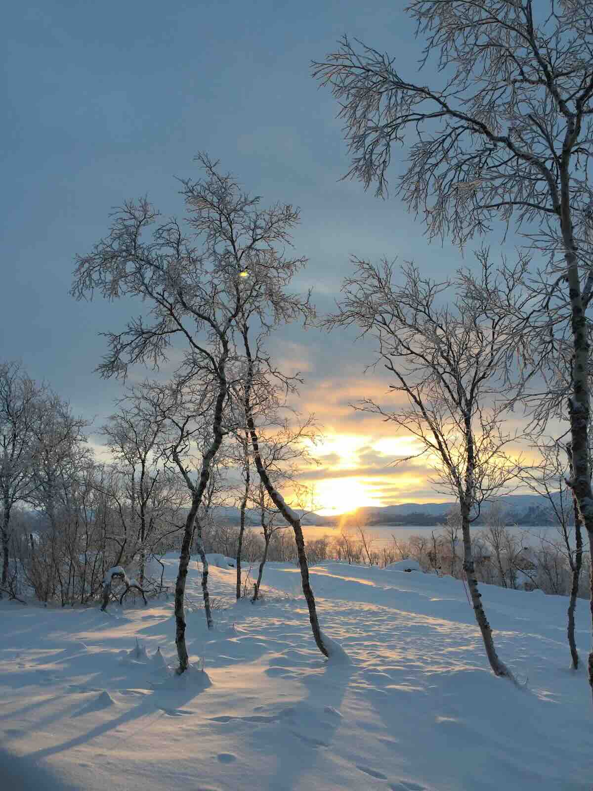 A photo of a snowy scene with birch trees, frost, and a low sun near the horizon.